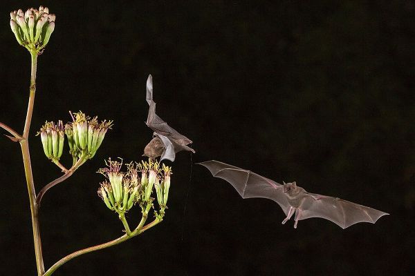 Arizona-Santa Cruz County Bats feed on yucca nectar